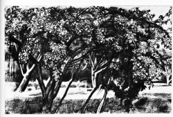 Яблоневый сад — Иванов Виктор Иванович